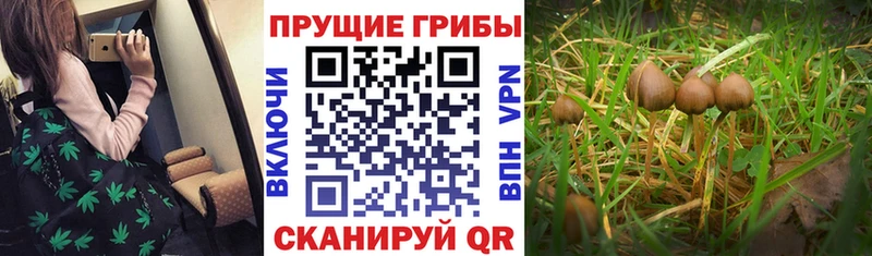 Псилоцибиновые грибы ЛСД  МЕГА tor  Новый Уренгой  где продают  